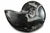 Polished Fossil Nautilus (Cymatoceras) - Unusual Black Color! #282433-1